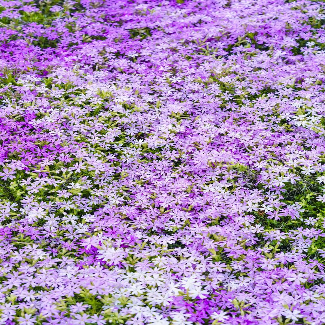 Phlox 13cm