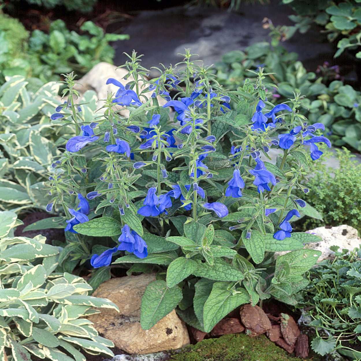 Salvia Patens 13cm