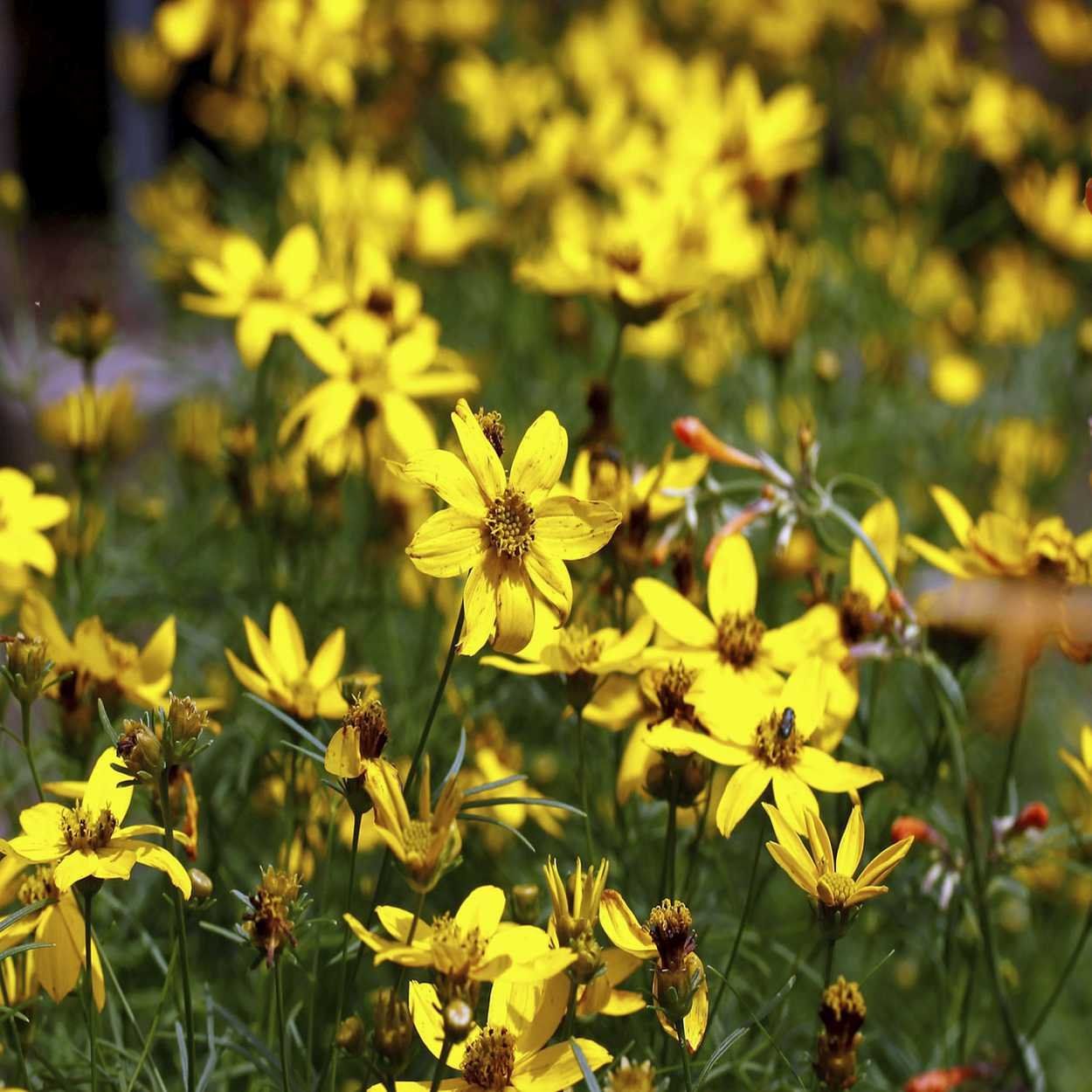 Coreopsis 13cm