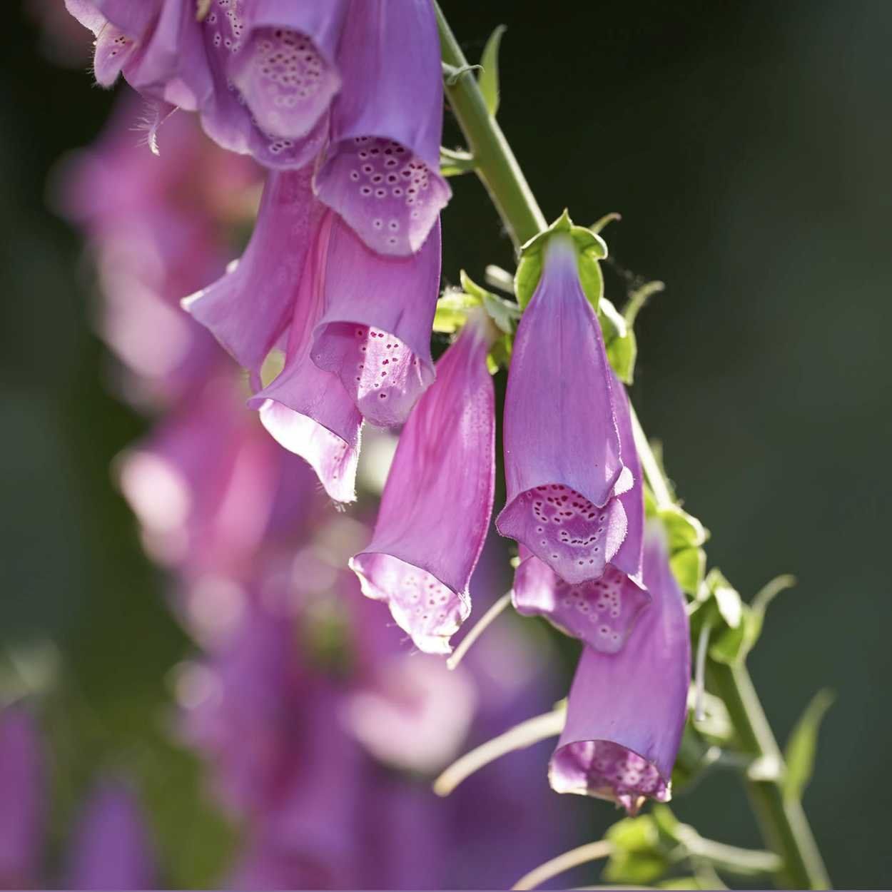 Digitalis 13cm
