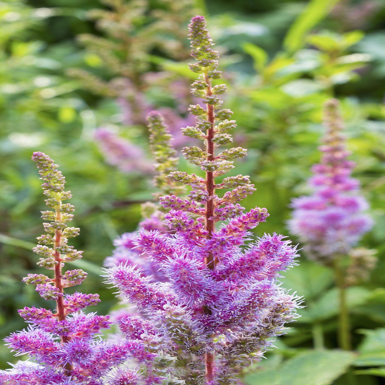 3.5L Astilbe