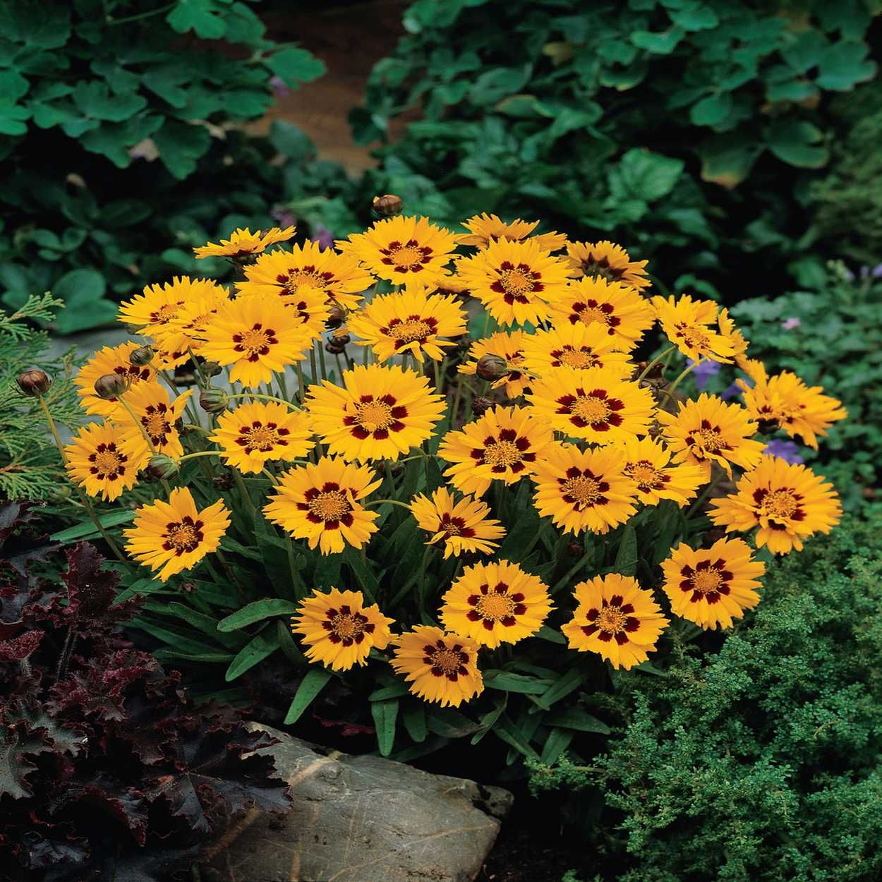 3.5L Coreopsis