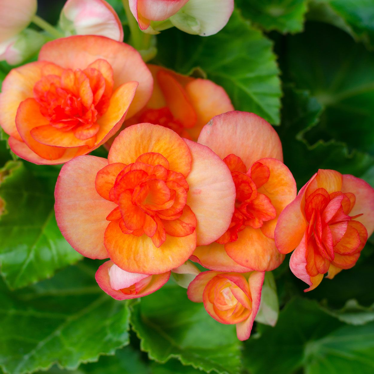 Trailing Begonia 13cm