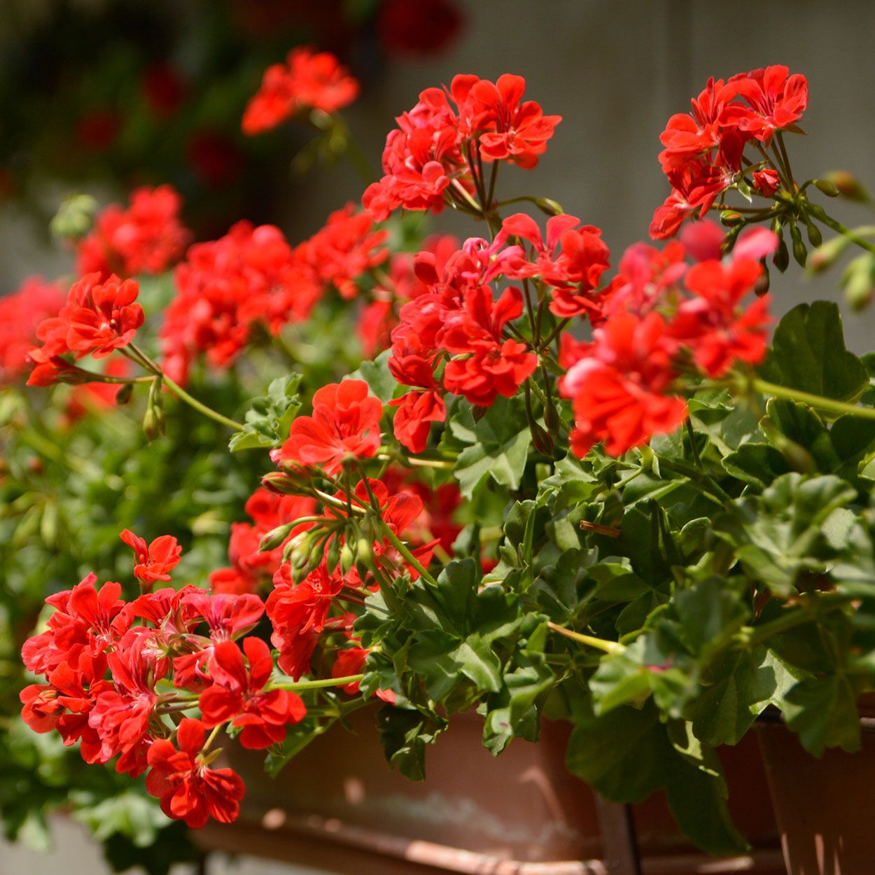 Trailing Geranium 13cm