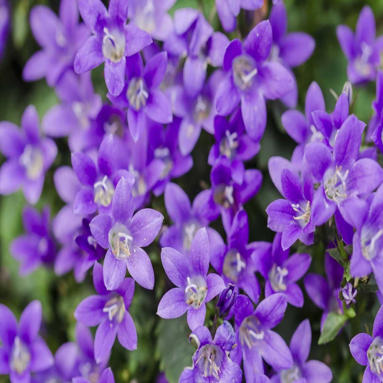 Campanula 13cm