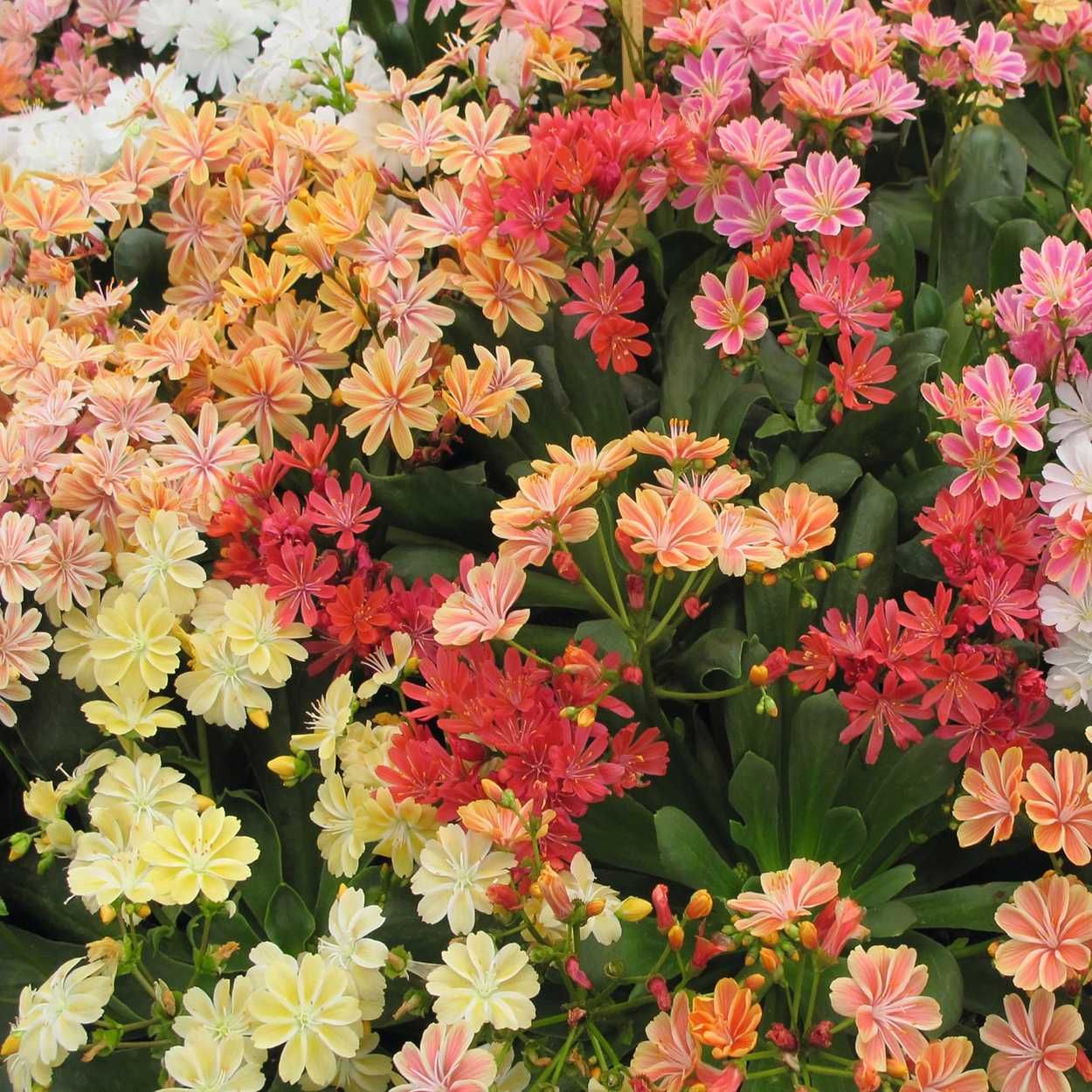Lewisia Cotyledon Elise 13cm