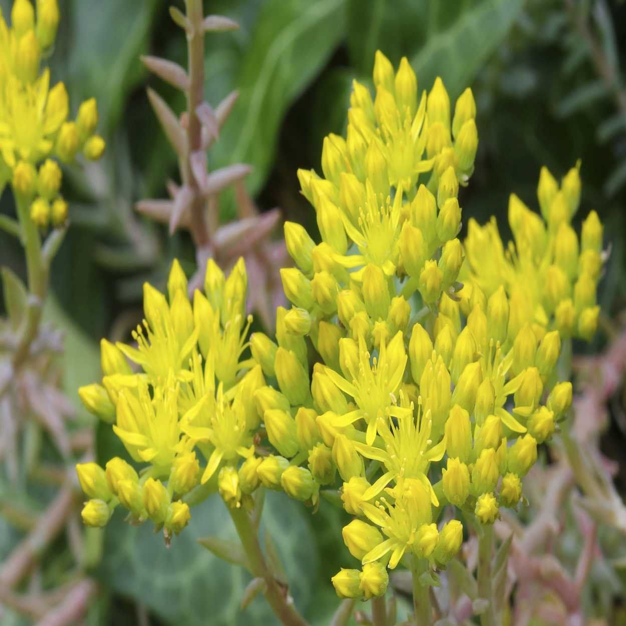 Sedum 13cm