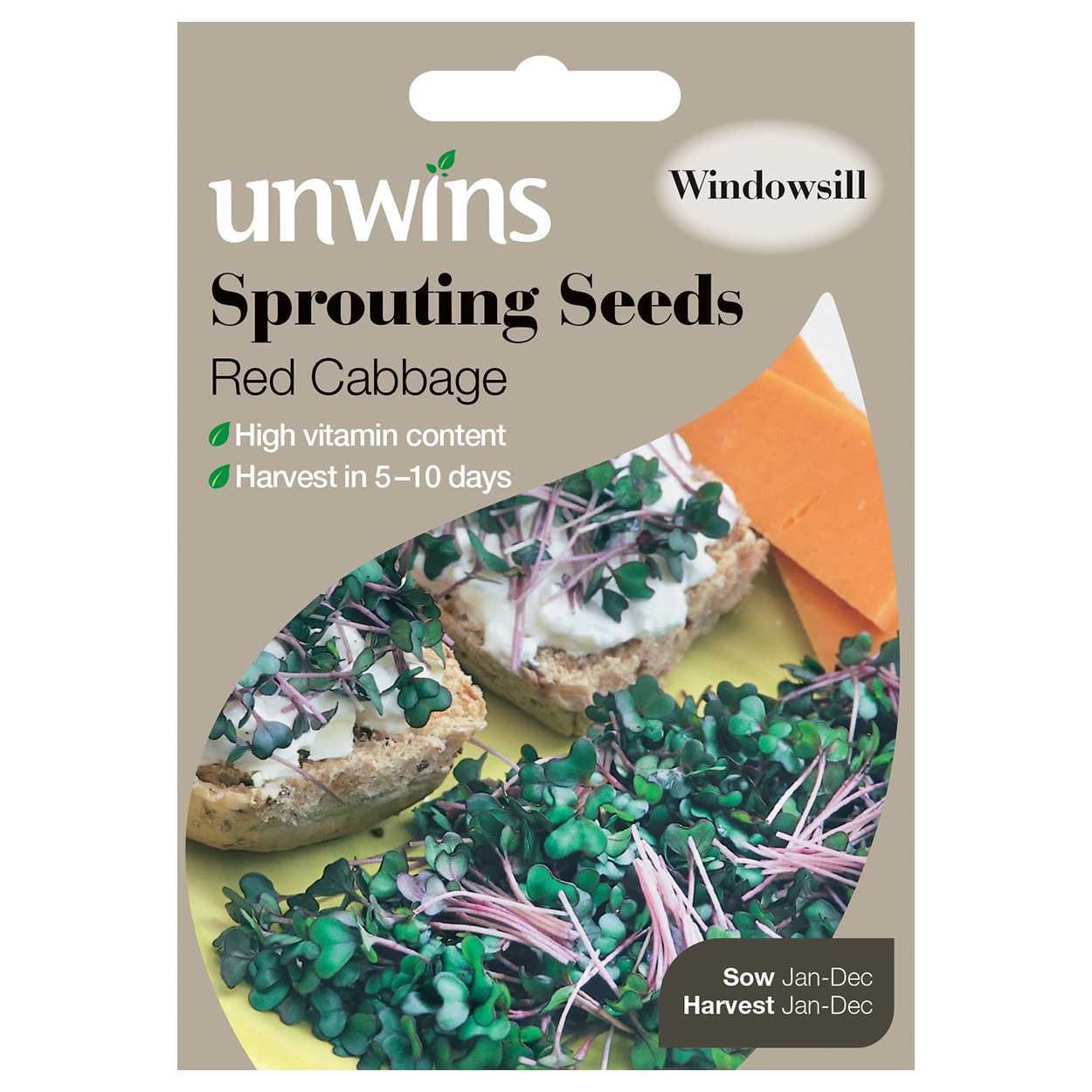 Sprouting Seeds Red Cabbage