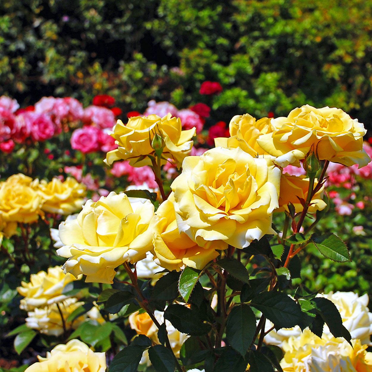 Rose in Variety 3L