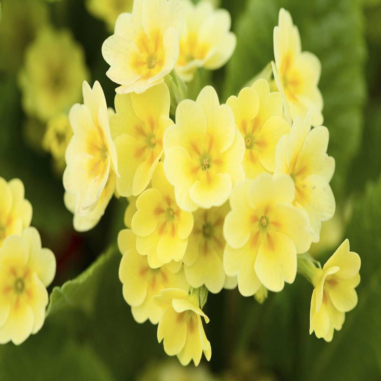 Primrose Sweetheart 13cm
