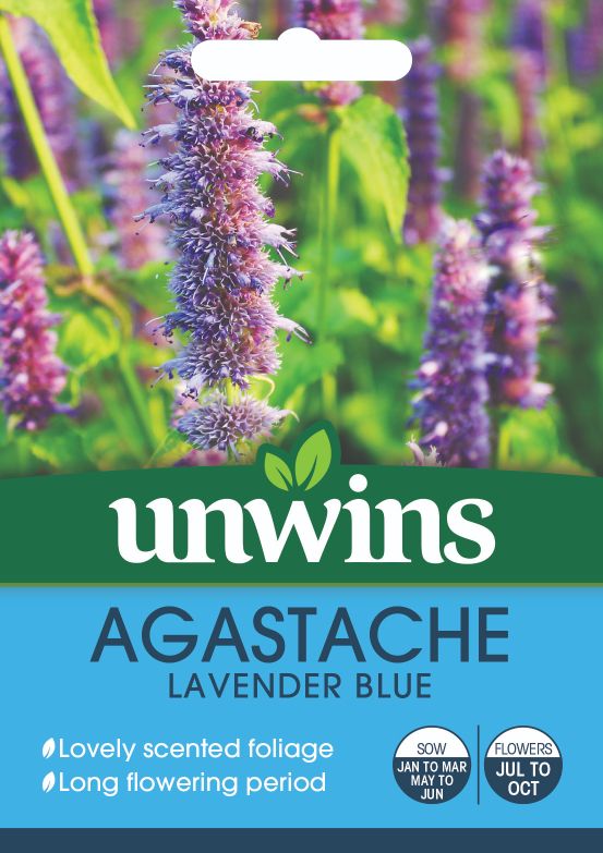 Agastache Lavender Blue