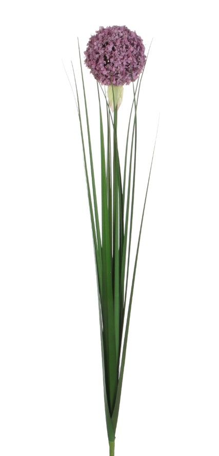 Flower Allium Lilac