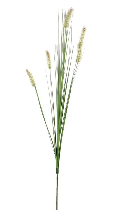 Dogtail Grass Green
