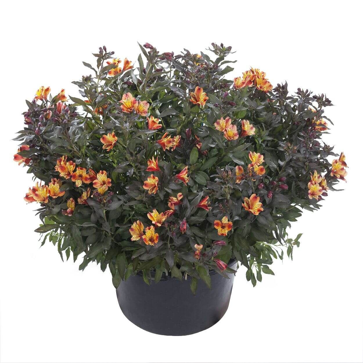 2L Alstroemeria Indian Summer