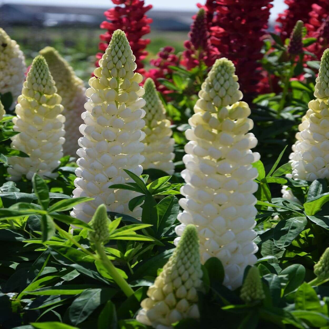 2L Pine Green Lupinus Polar Princess