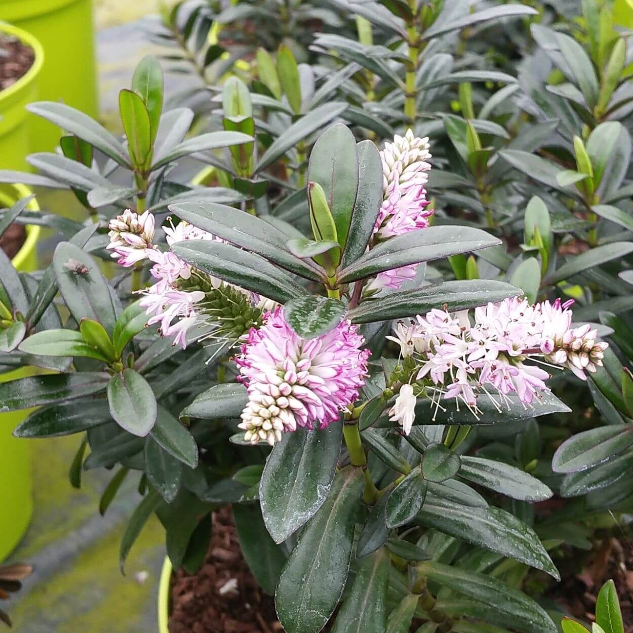 2L Pink Hebe Joan Mac