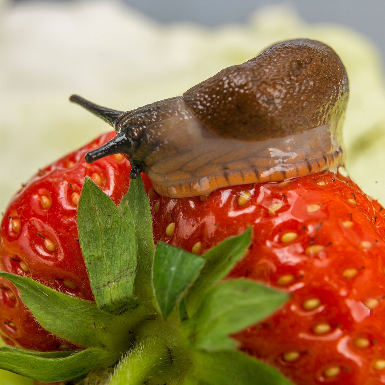 Neudorff Sluggo Ultra 650g