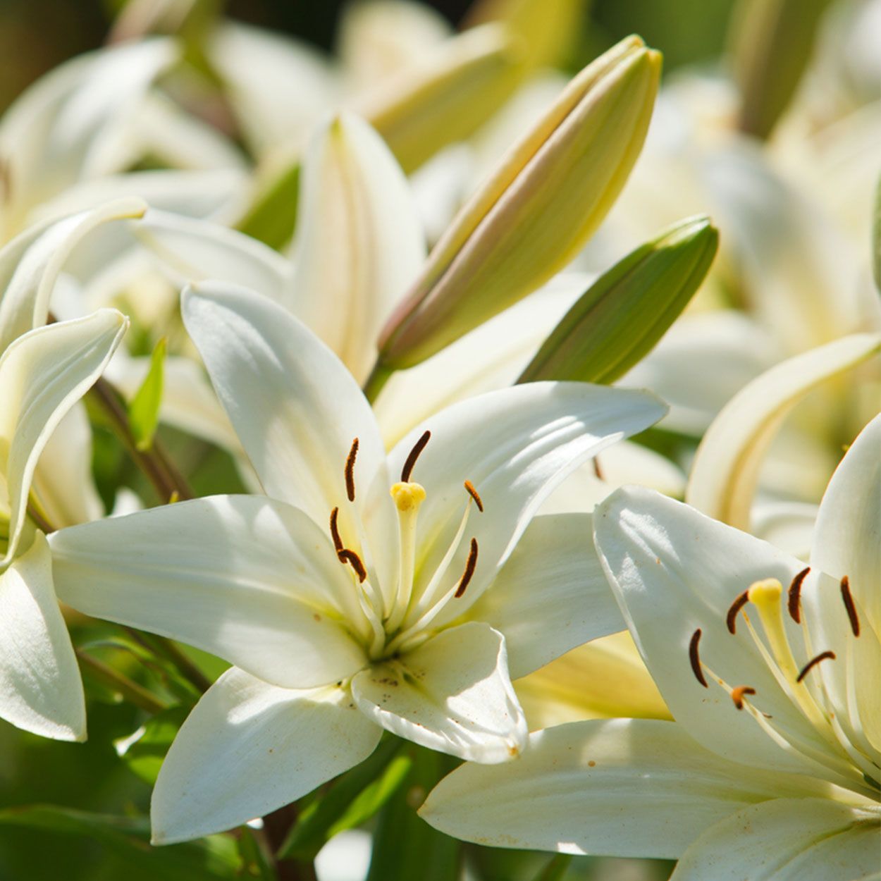 Lily Pot 2L