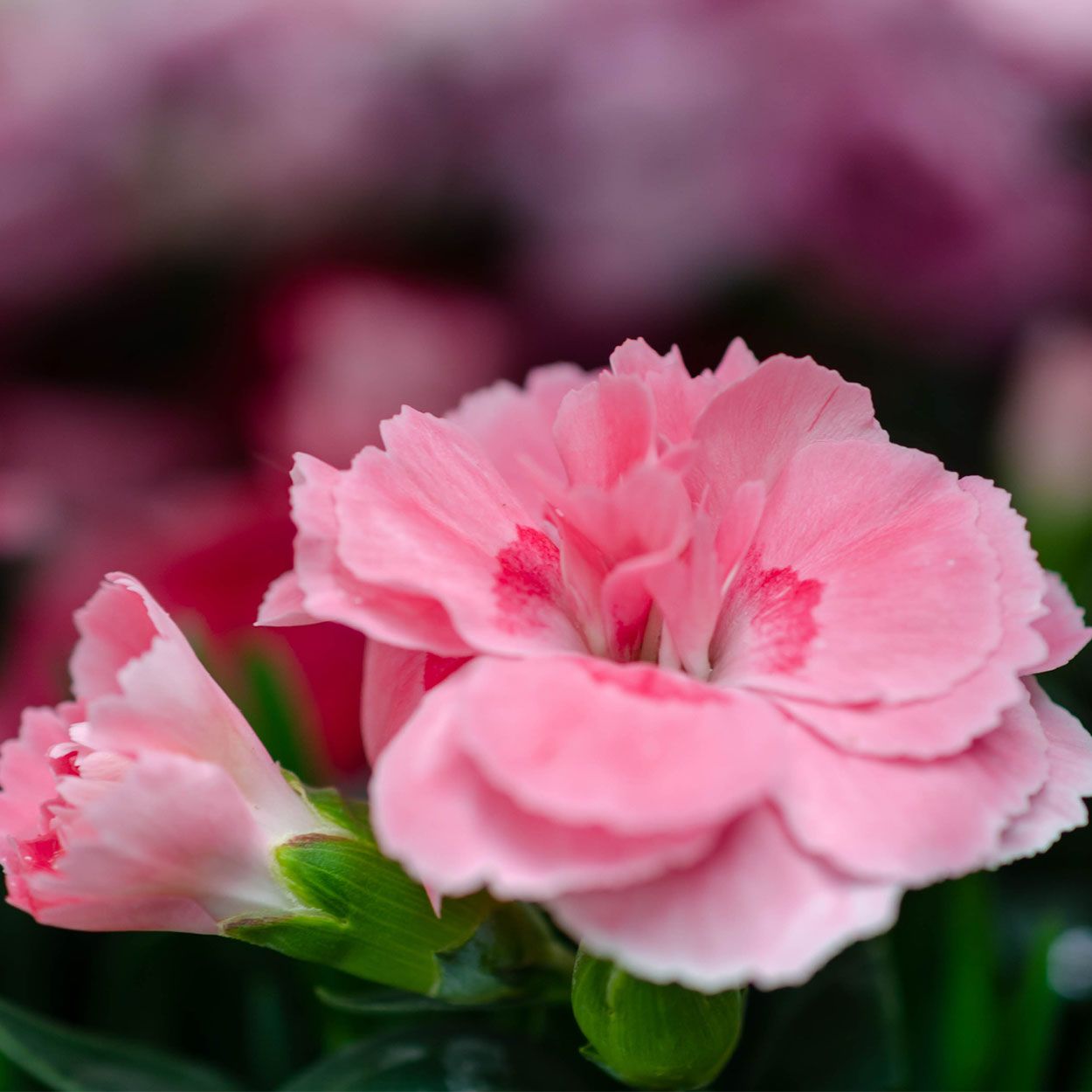 Dianthus Oscar 13cm