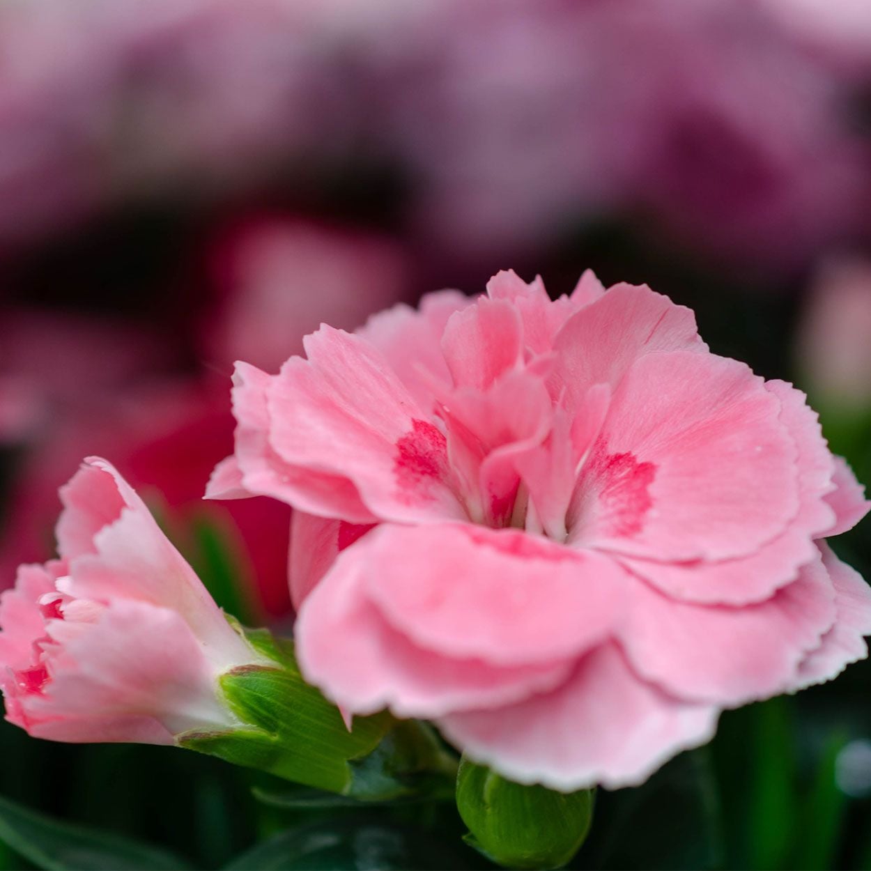 Dianthus Oscar 13cm