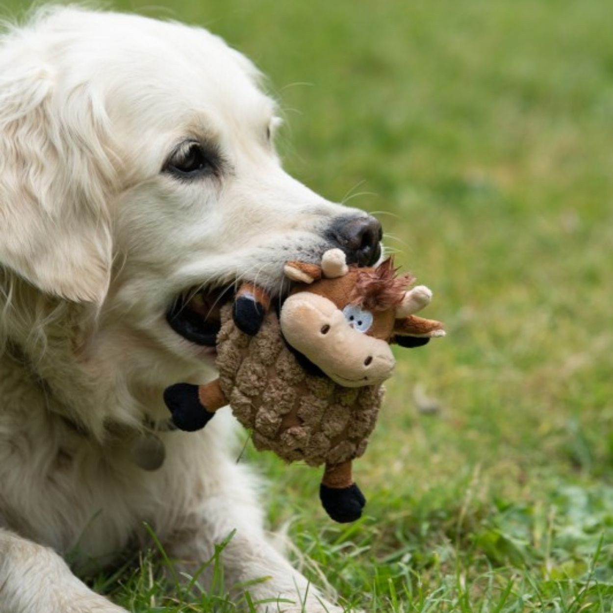 Petface Farmyard Chunky cow