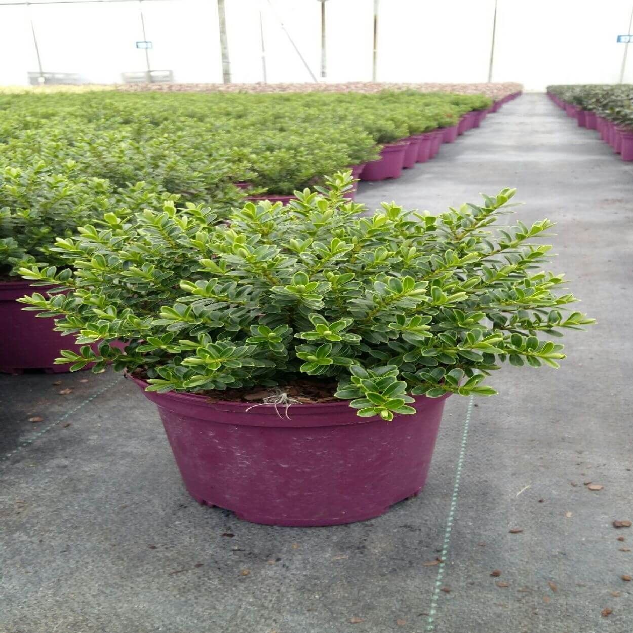 2L Hebe Vernicosa