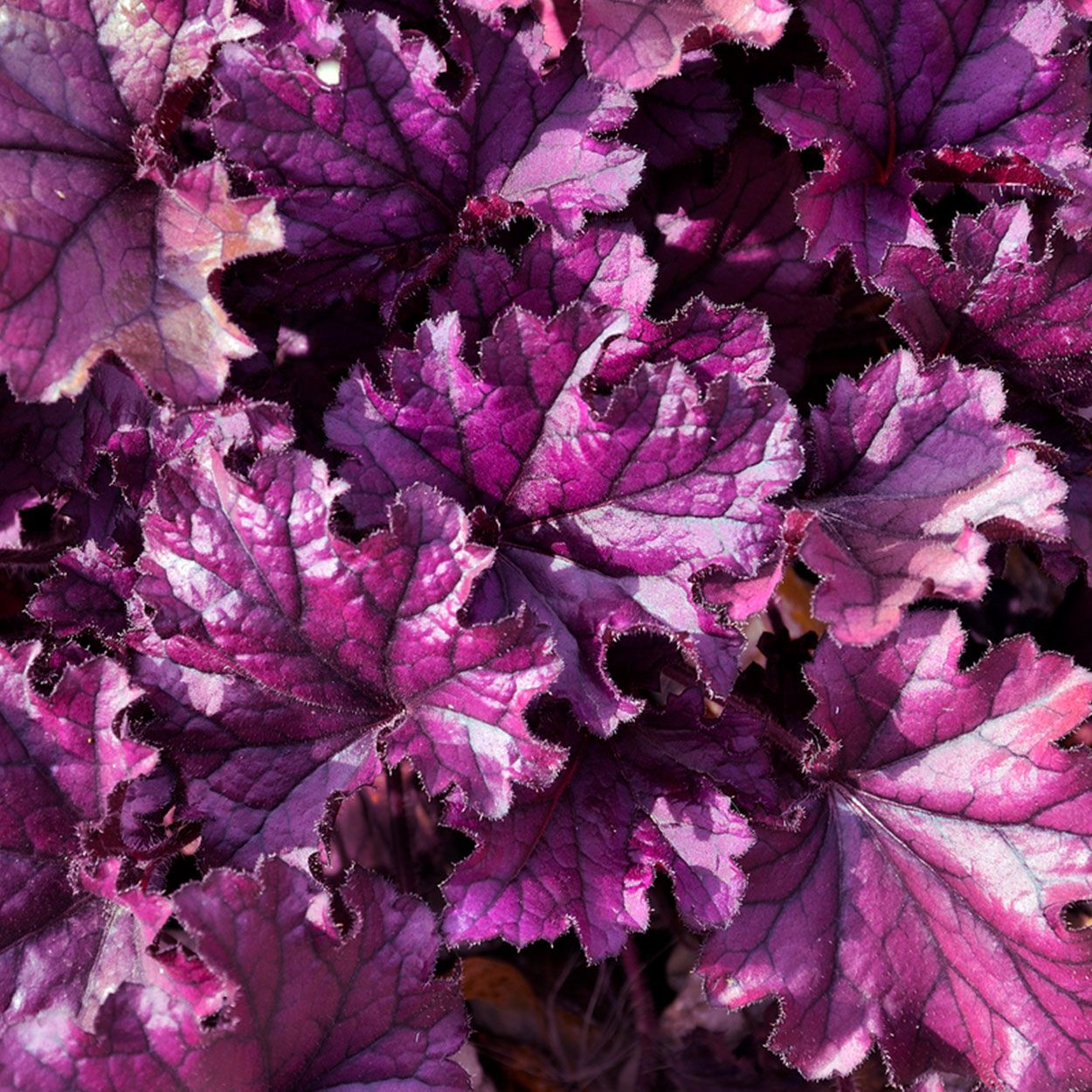 2L Heuchera Forever Purple Grey