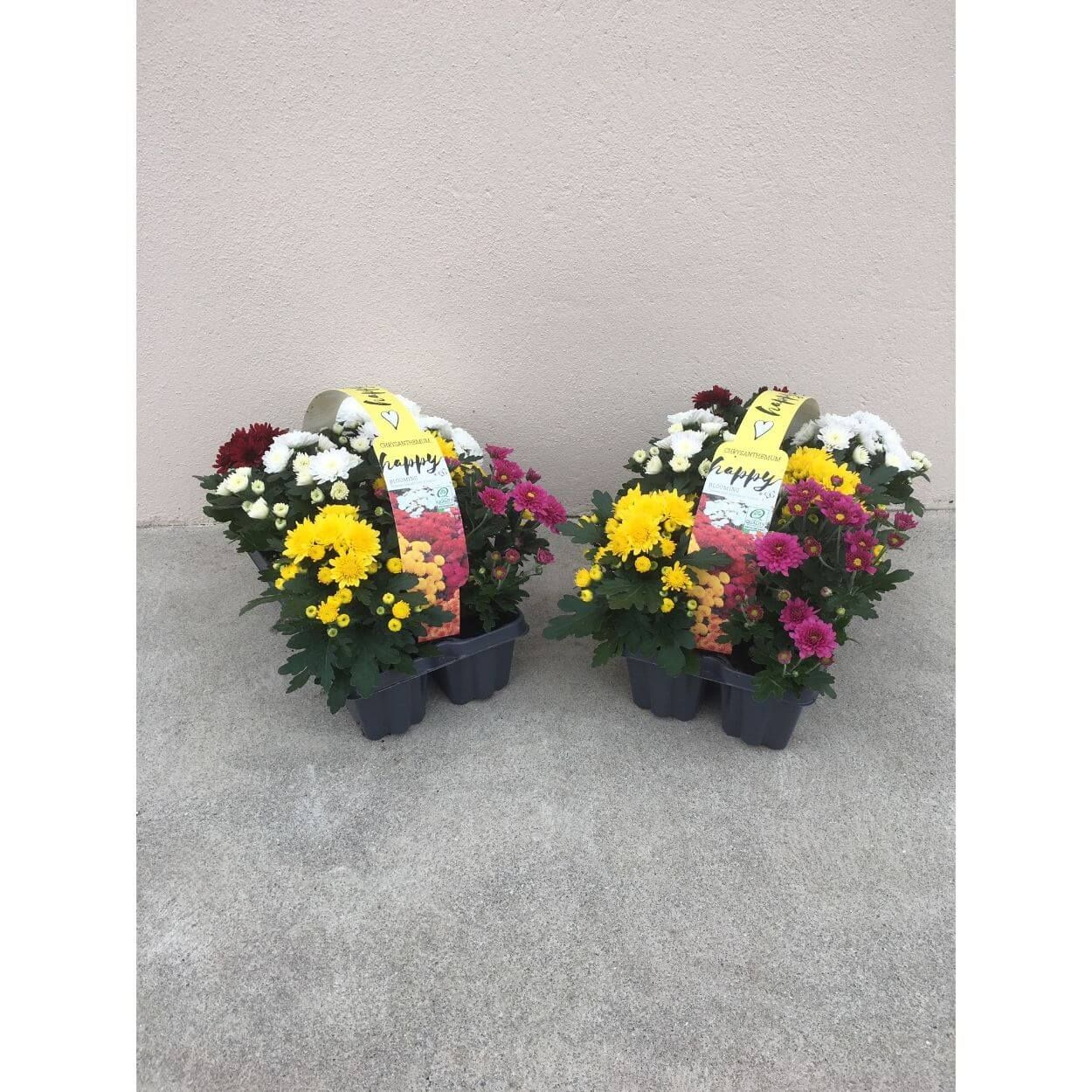 6Pk Premium Chrysanthemum