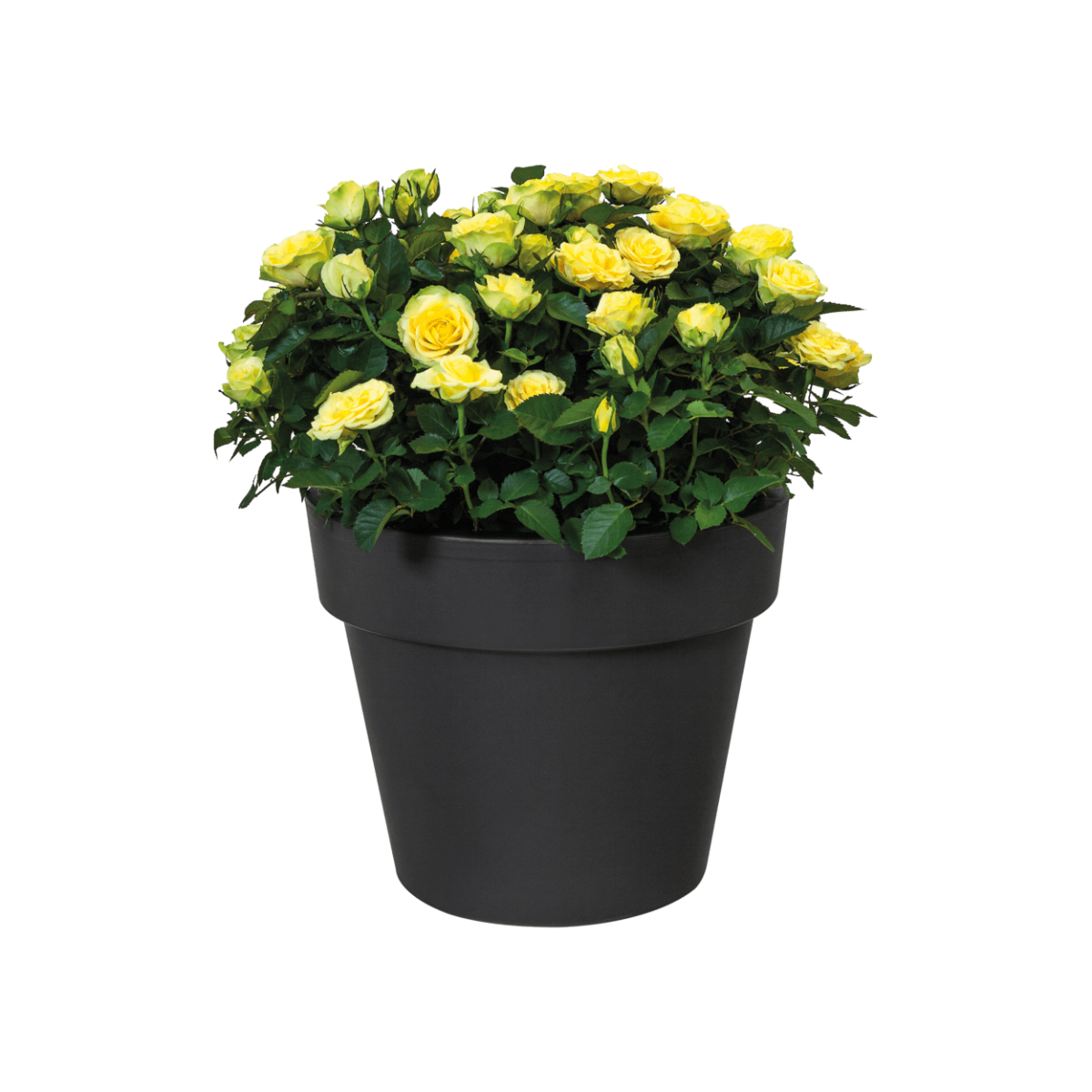 Green Basics Top Planter High 35cm Black