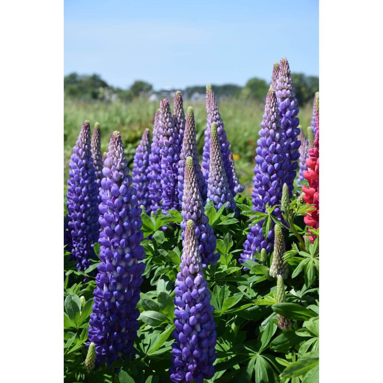Lupinus Persian Slipper