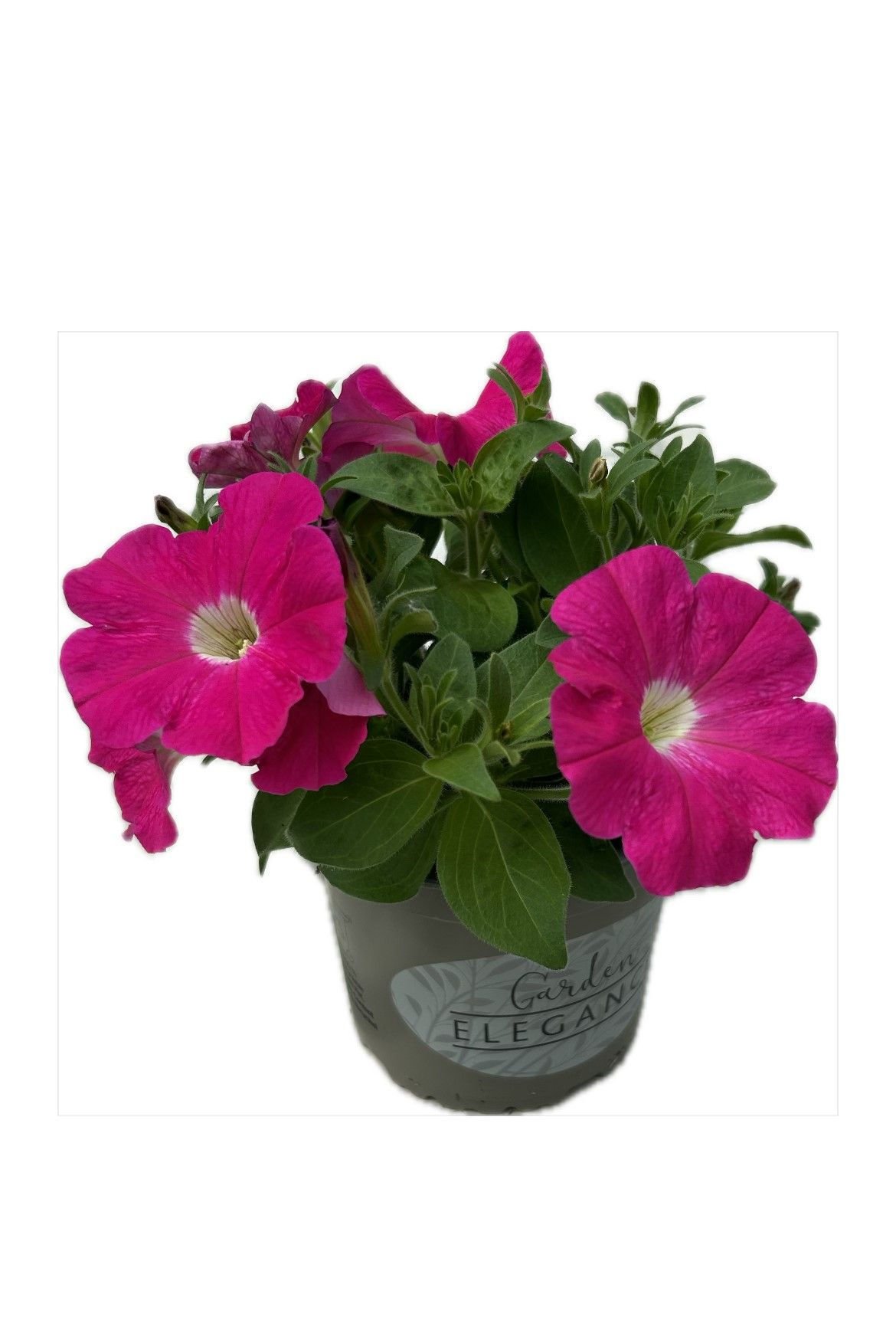 Gotunia Mix 13cm