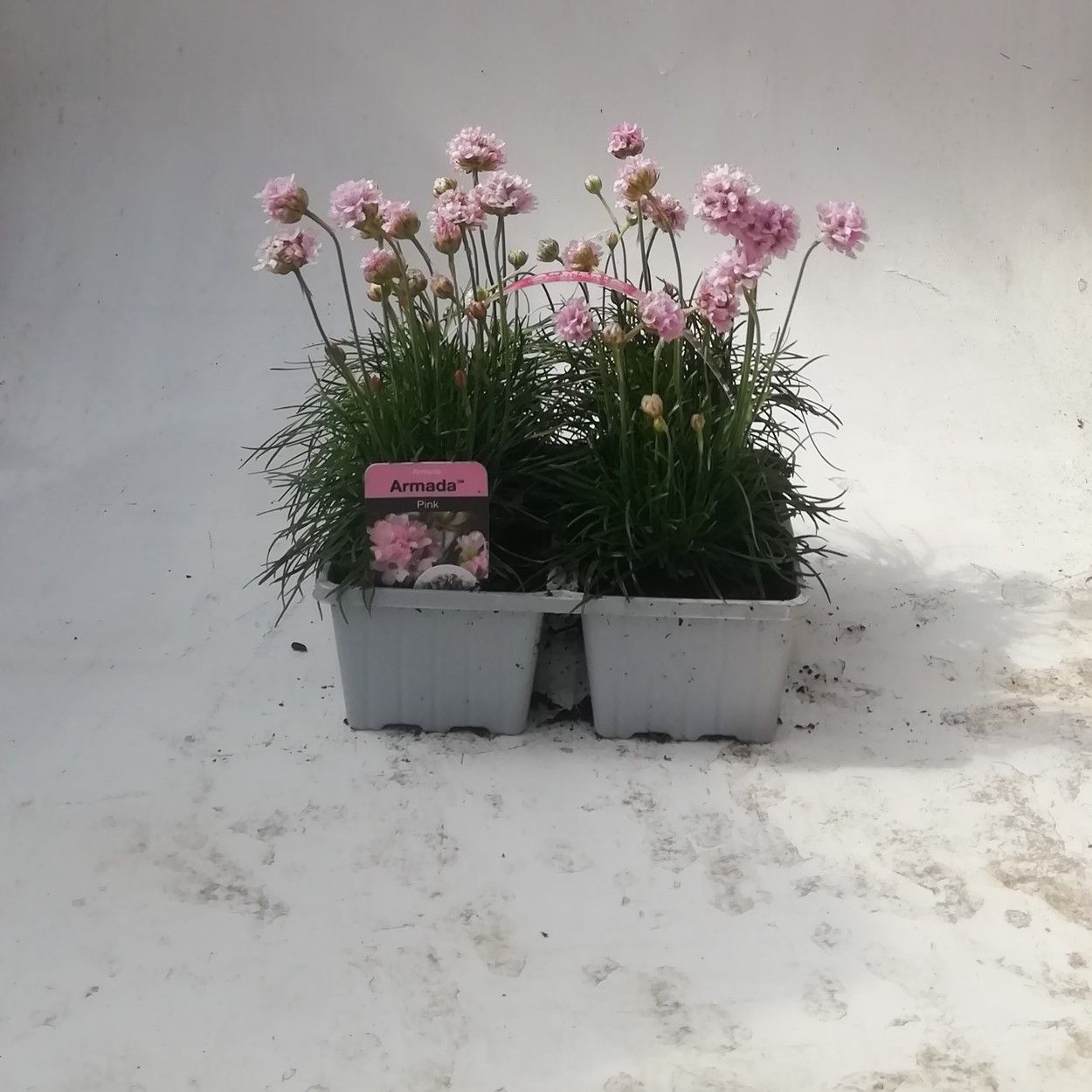 4Pk Armeria Sea Thrift