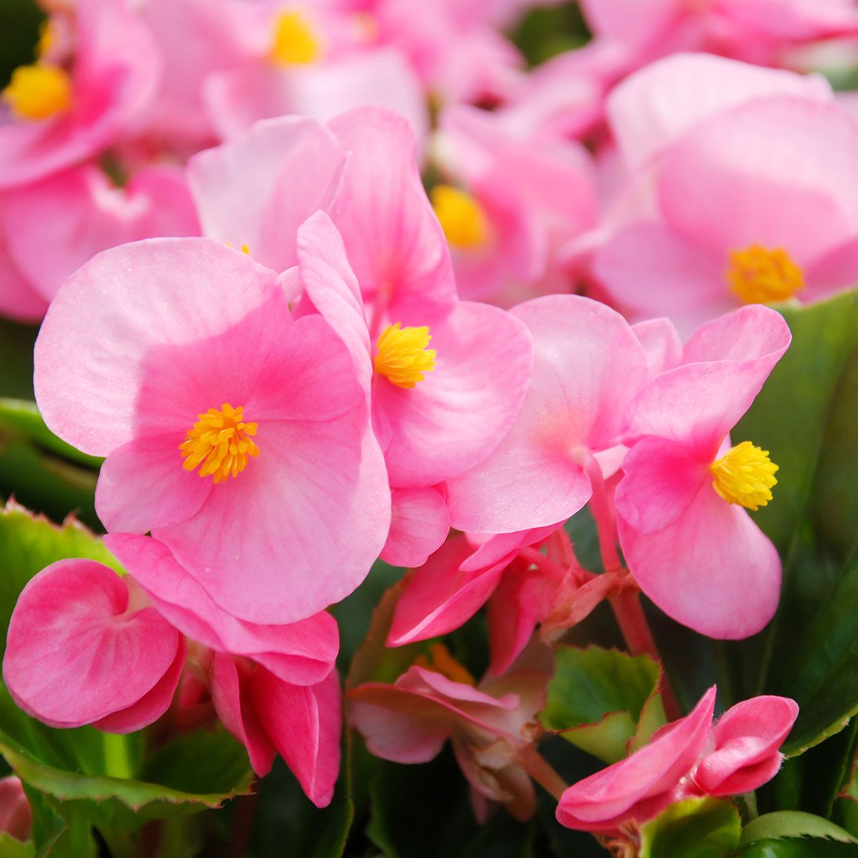 4Pk Trailing Begonia