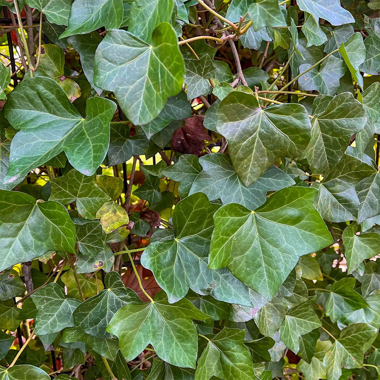 Ivy Variegated 4 Pack