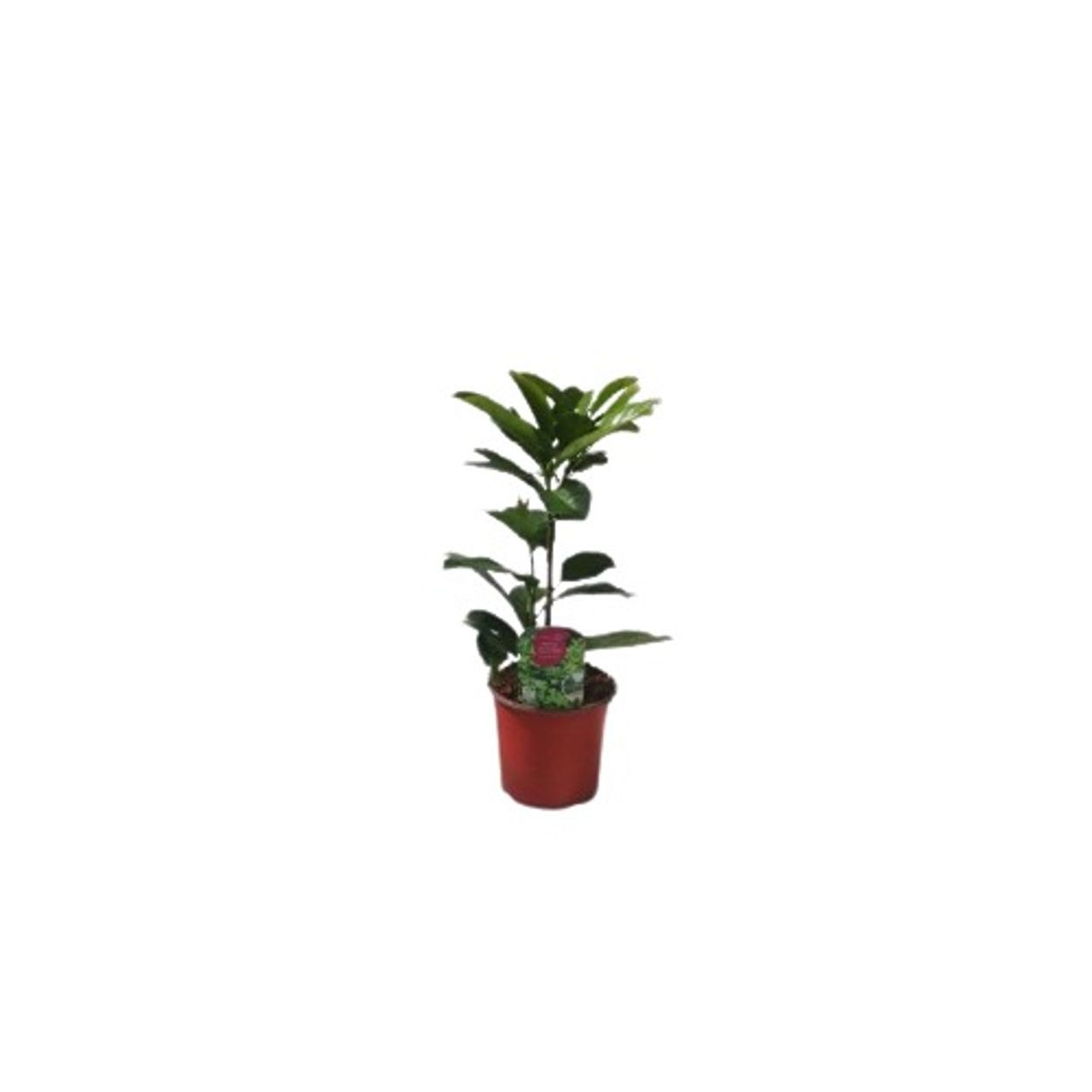 Prunus Laurocerasus 13cm