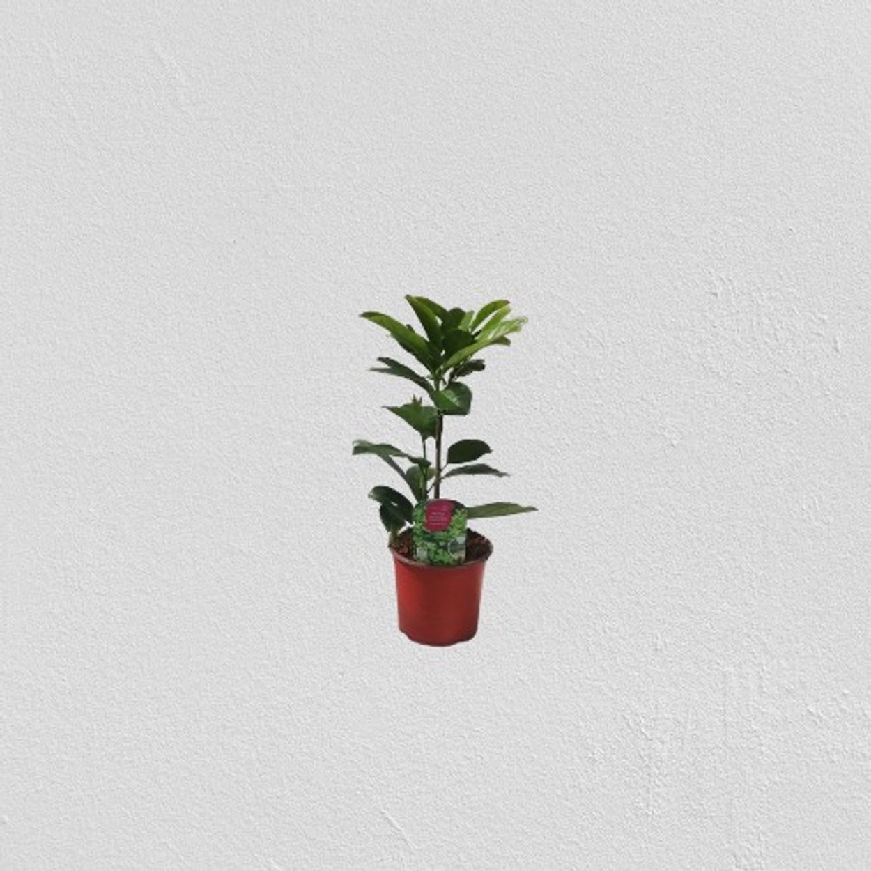 Prunus Laurocerasus 13cm