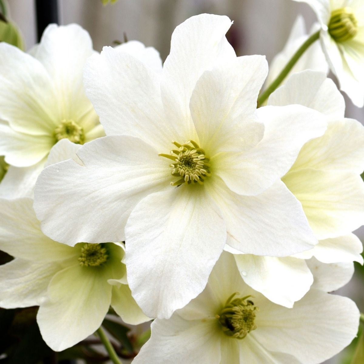 Clematis Avalanche