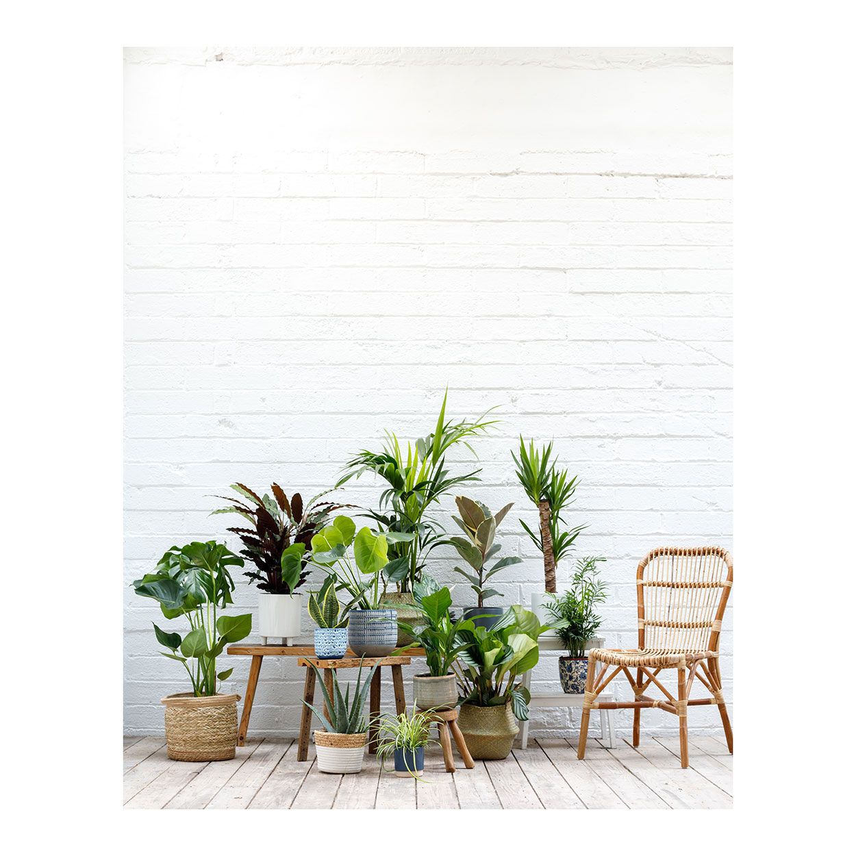 Mixed Medium Specimen Plants