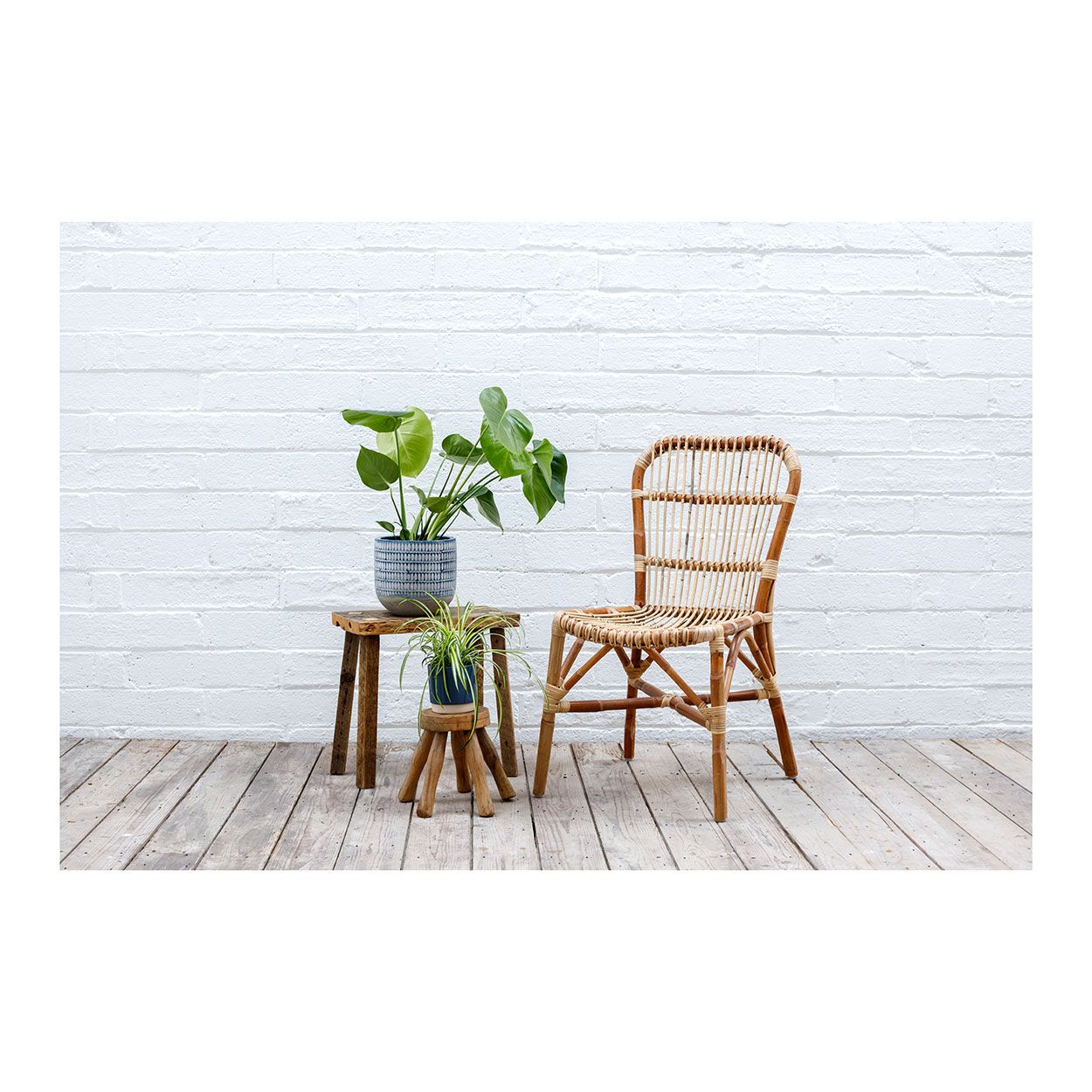 Mixed Medium Specimen Plants