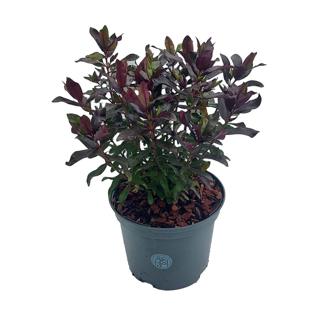 Hebe Mint Chocolate 2L