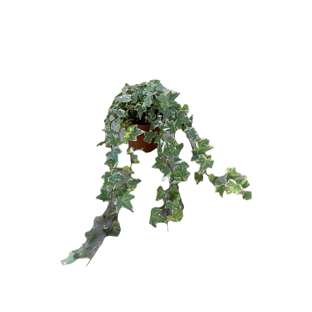 Garden Elegance Ivy 13cm