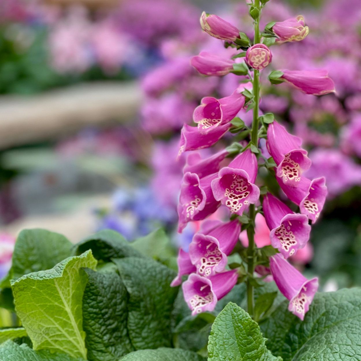 Digitalis Pink Panther 13cm
