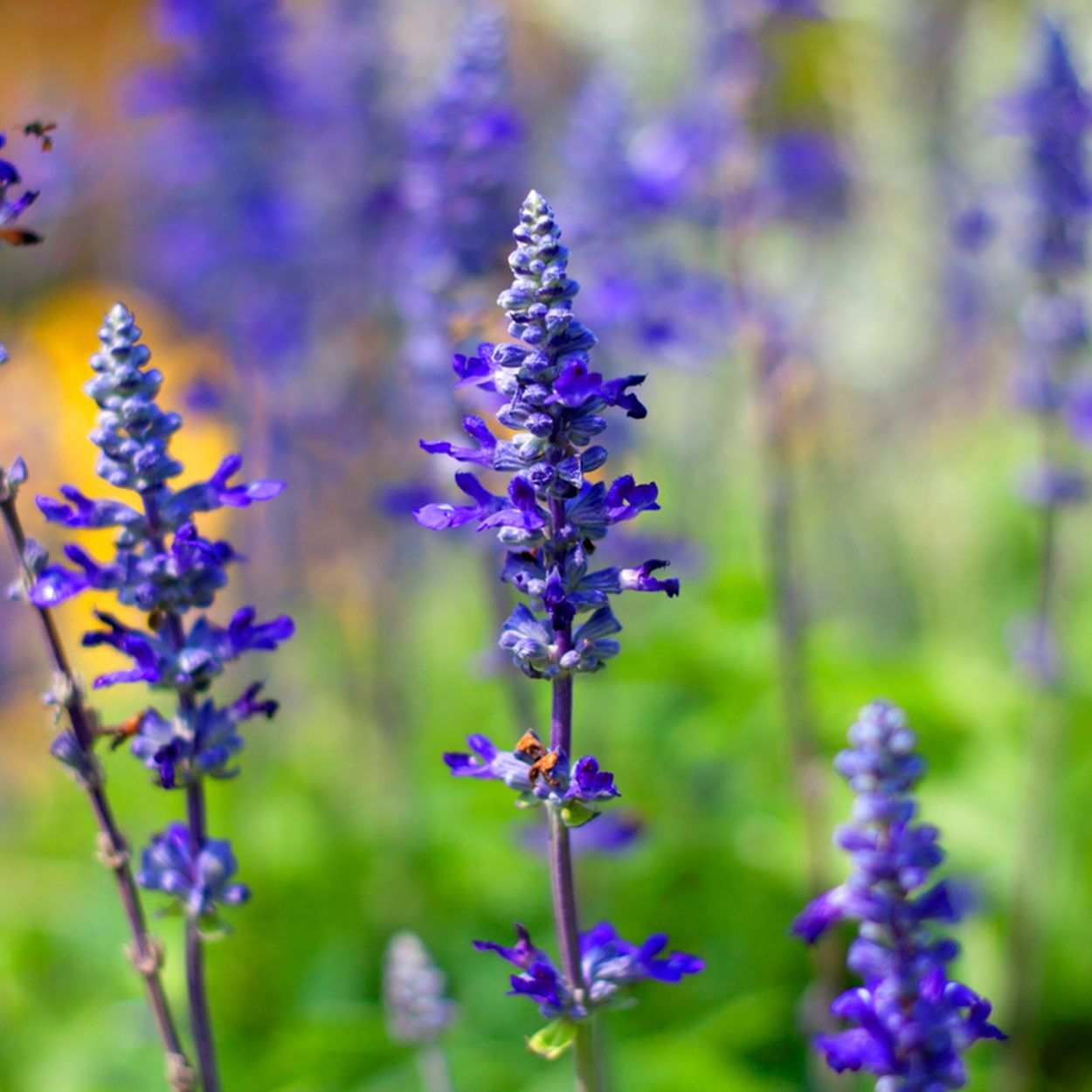 Salvia Mysty 13cm