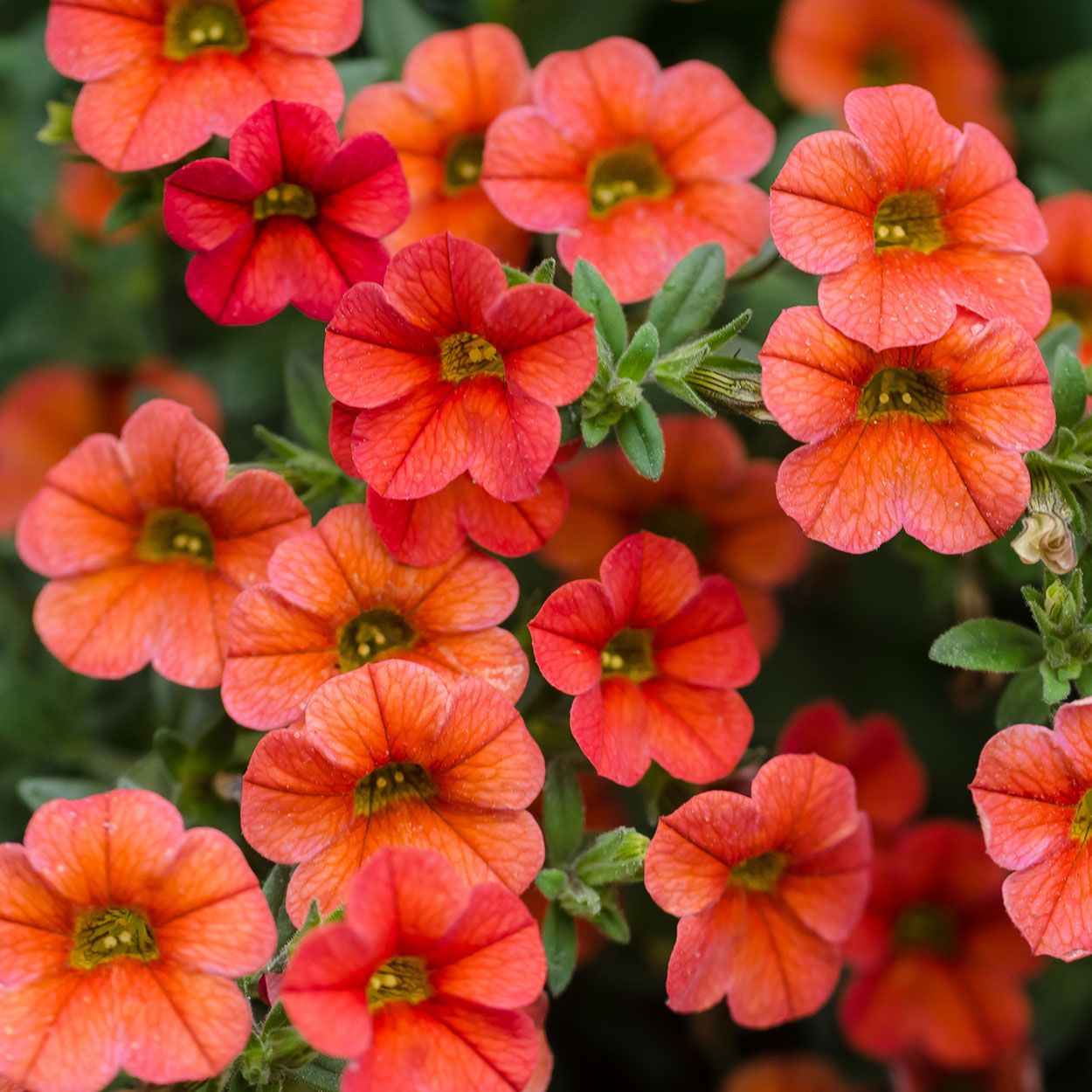 Calibrachoa 10.5cm