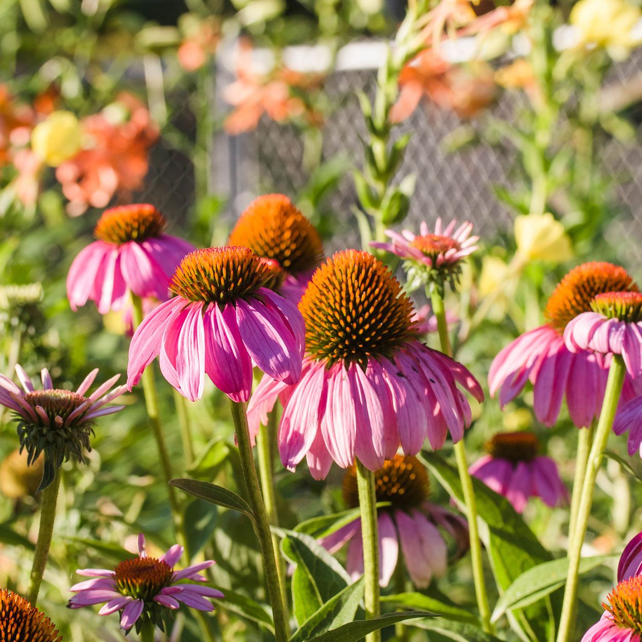 3.5L Echinacea Moodz