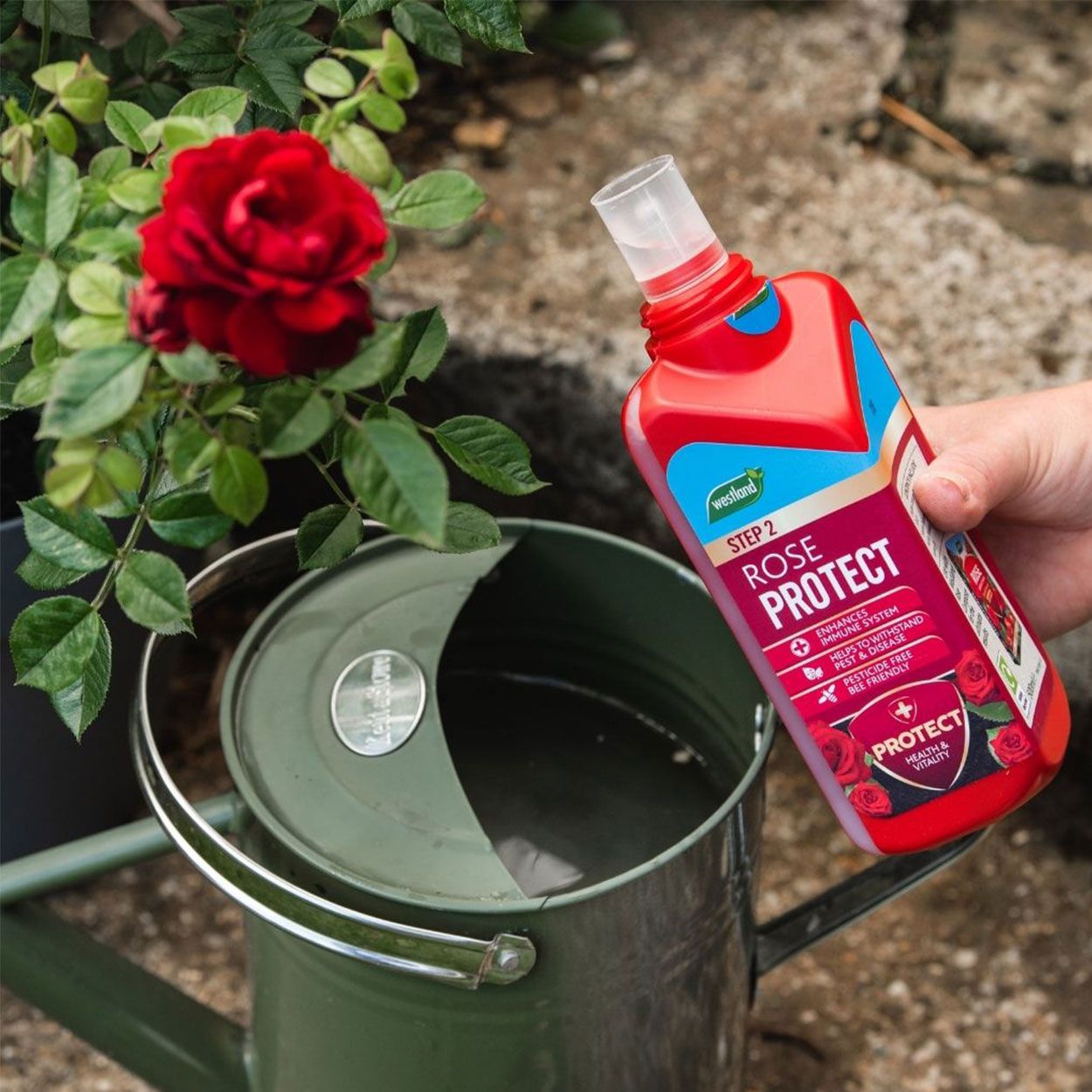 Westland 2 in 1 Feed & Protect Rose Food