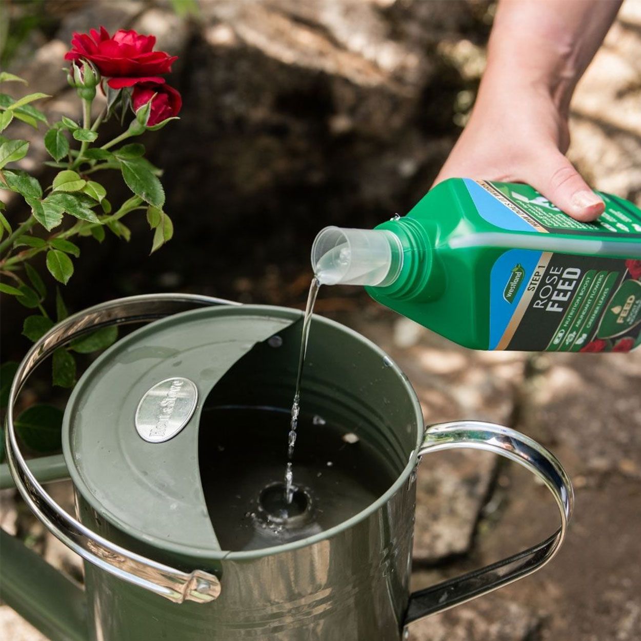 Westland 2 in 1 Feed & Protect Rose Food