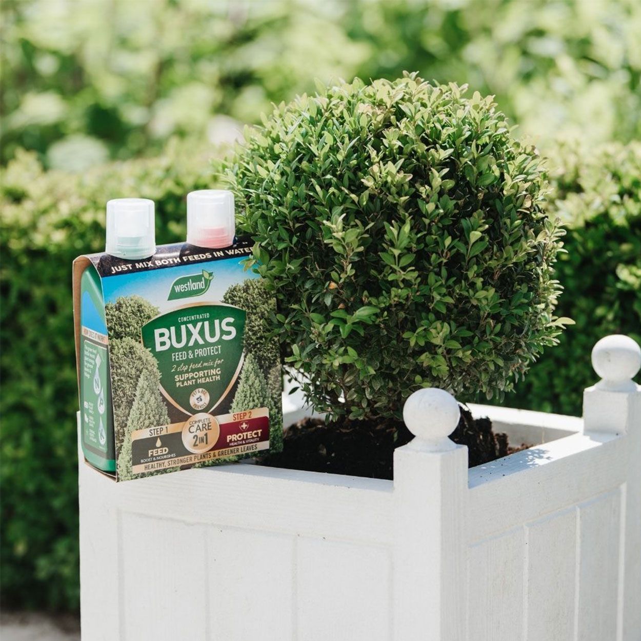 Westland 2 in 1 Feed & Protect Buxus Food