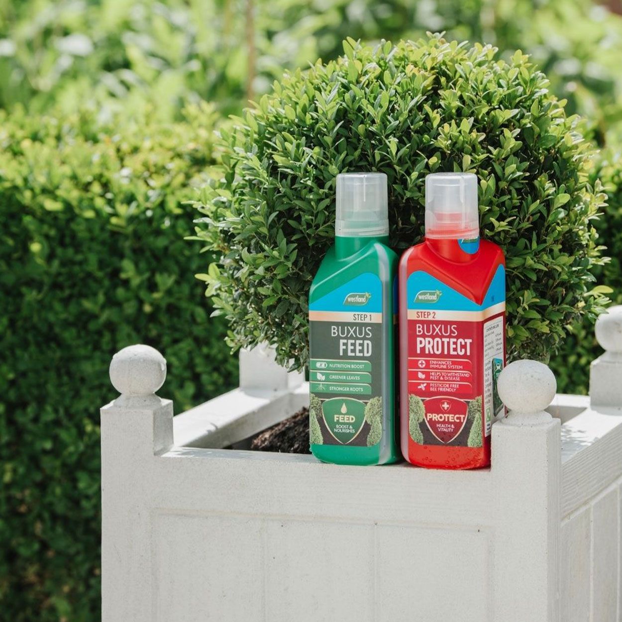 Westland 2 in 1 Feed & Protect Buxus Food