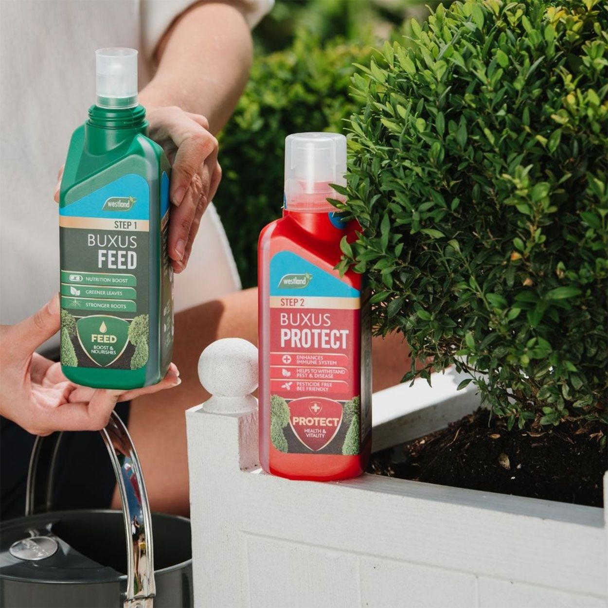 Westland 2 in 1 Feed & Protect Buxus Food